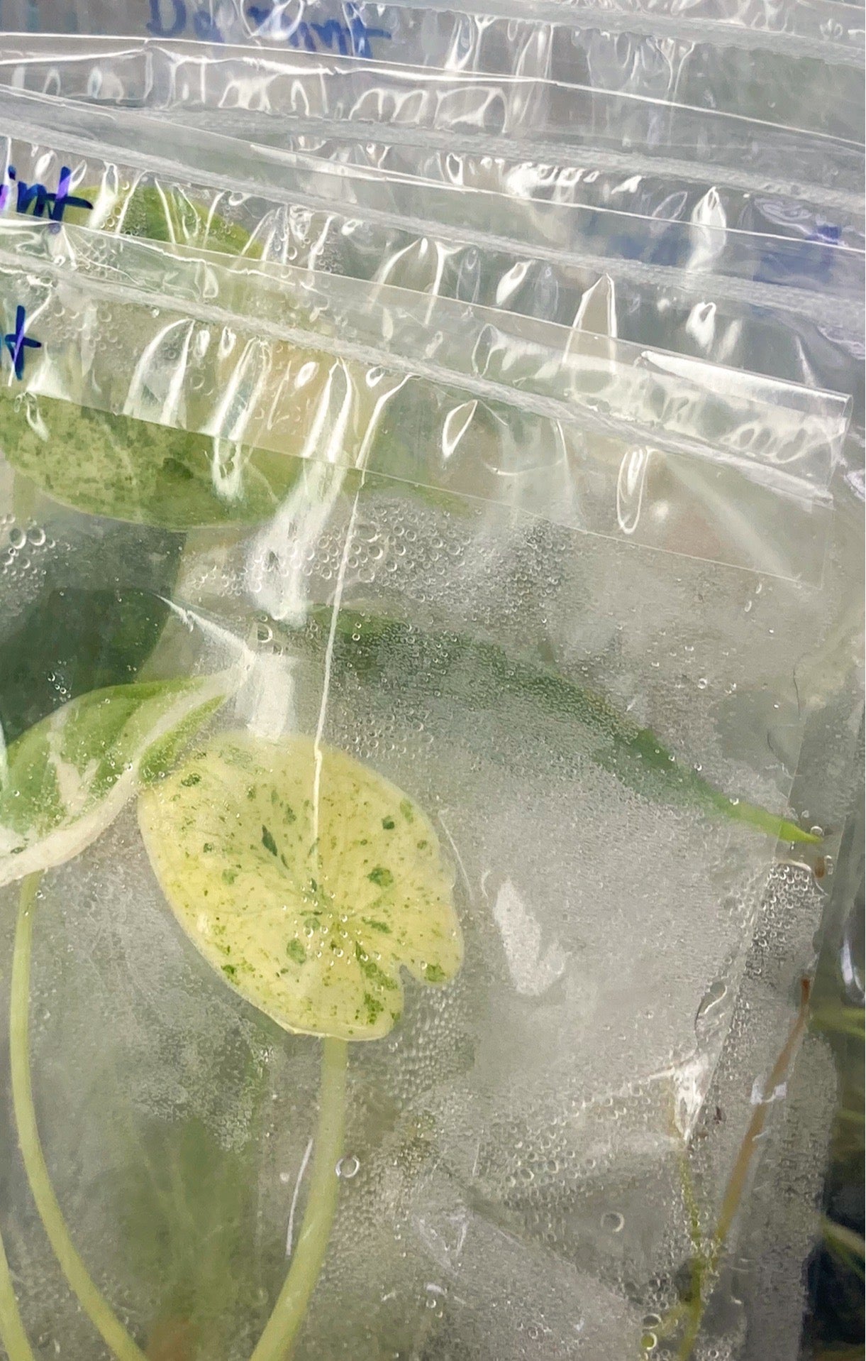 Alocasia Dragon Scale Mint Variegated Tissue Culture Plant 1 pcs.
