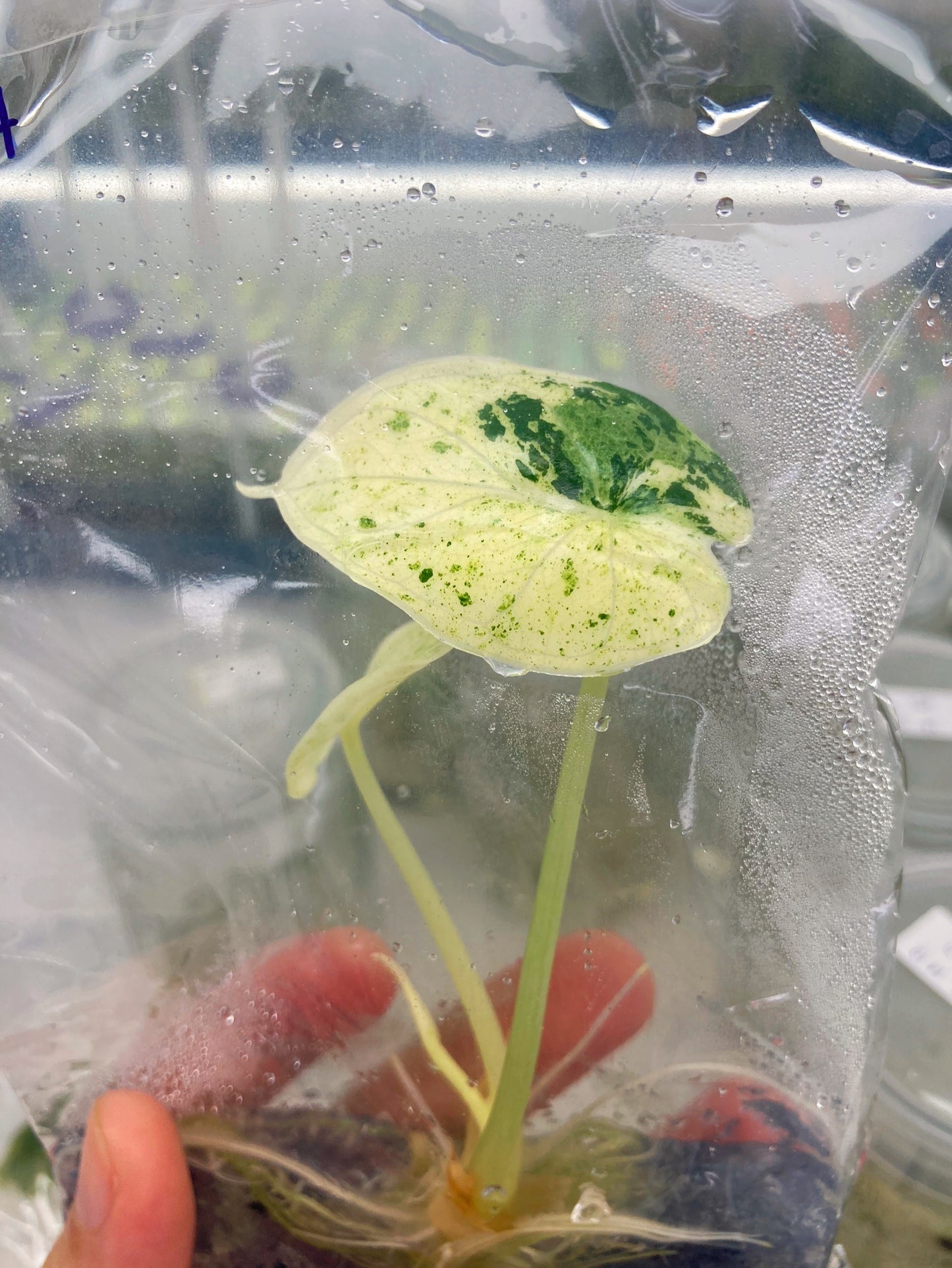 Alocasia Dragon Scale Mint Variegated Tissue Culture Plant 1 pcs.