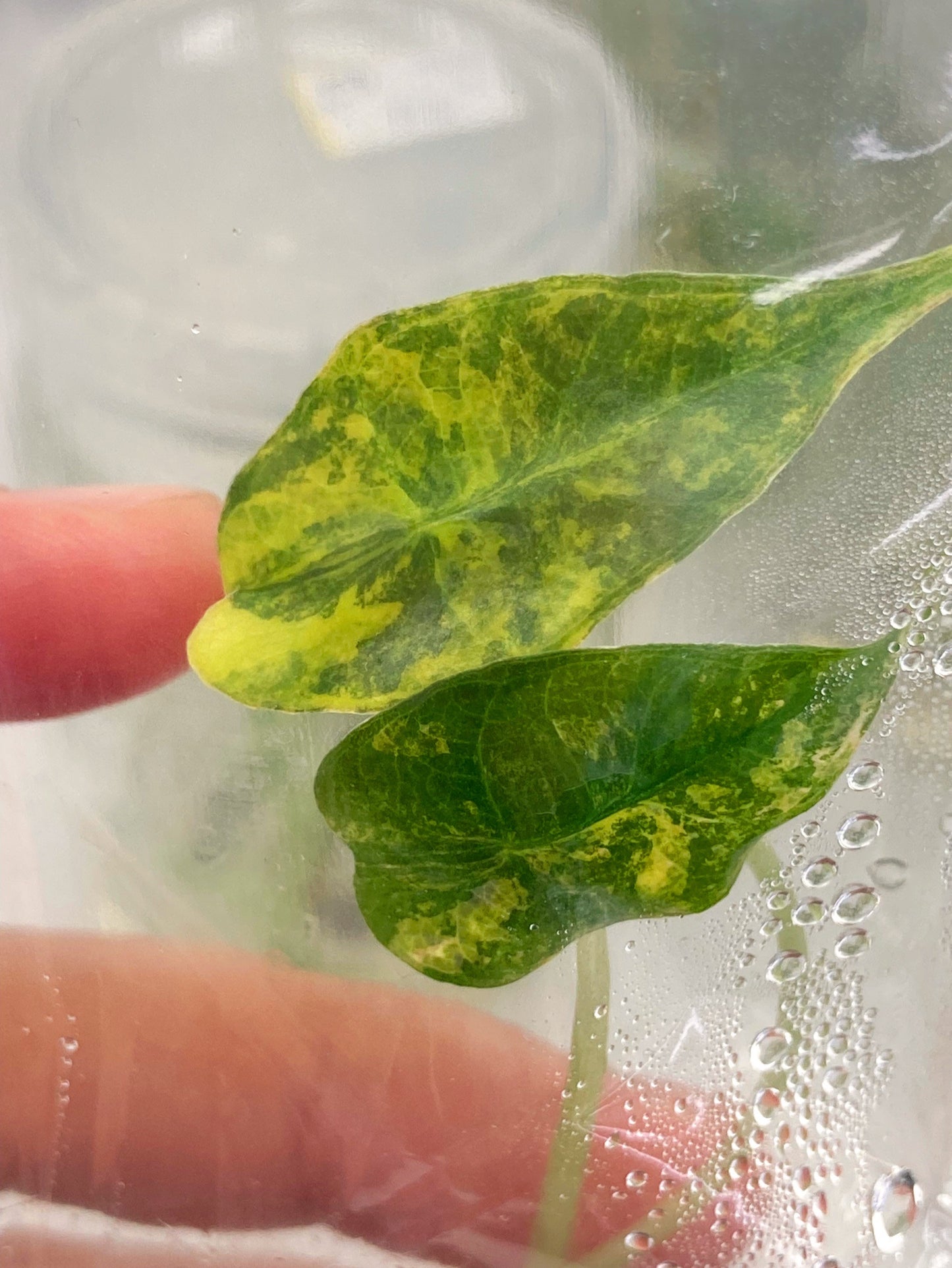 Alocasia Amazonica Variegated Tissue Culture Plants 1 PCS.