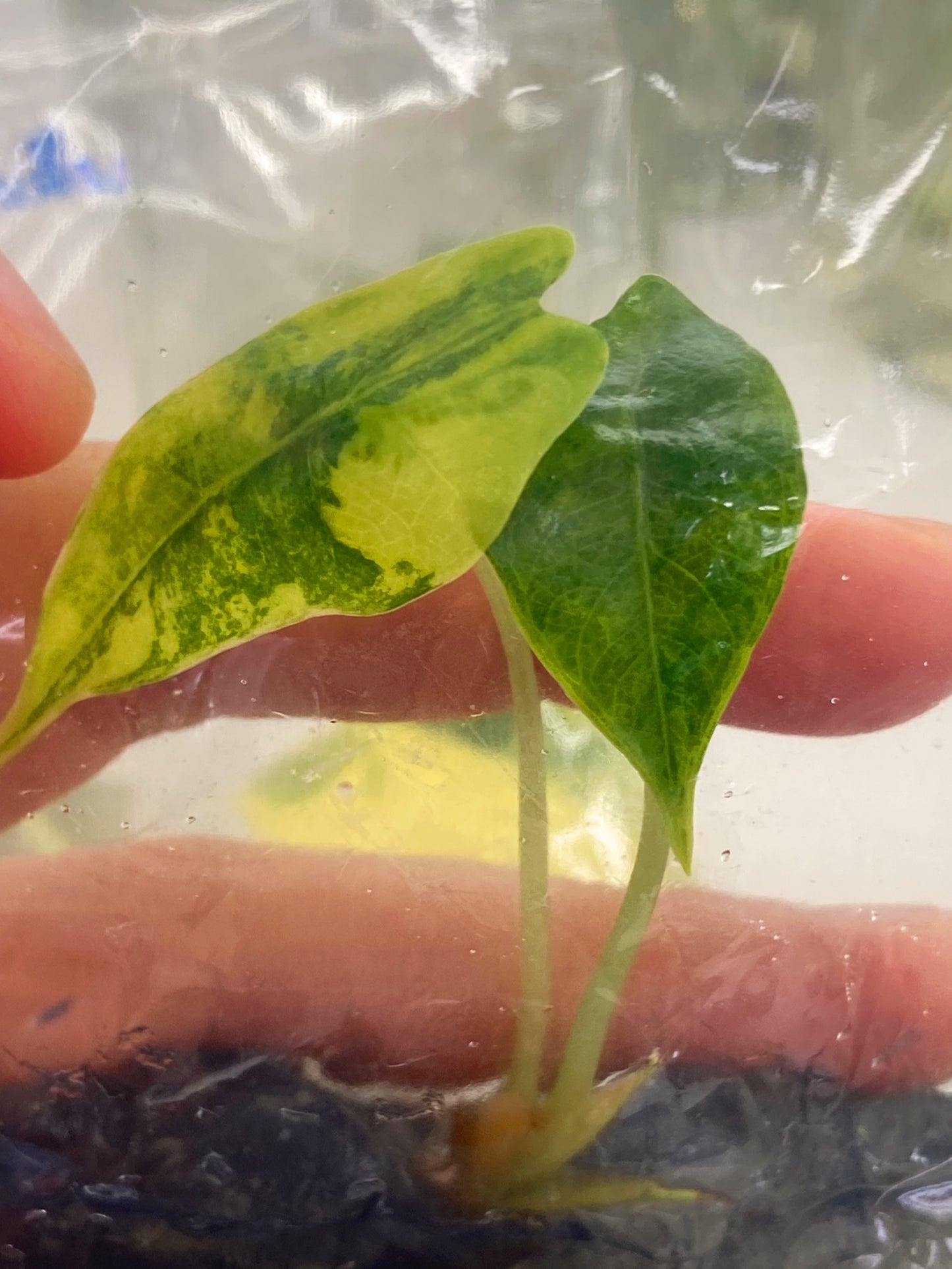 Alocasia Amazonica Variegated Tissue Culture Plants 1 PCS.