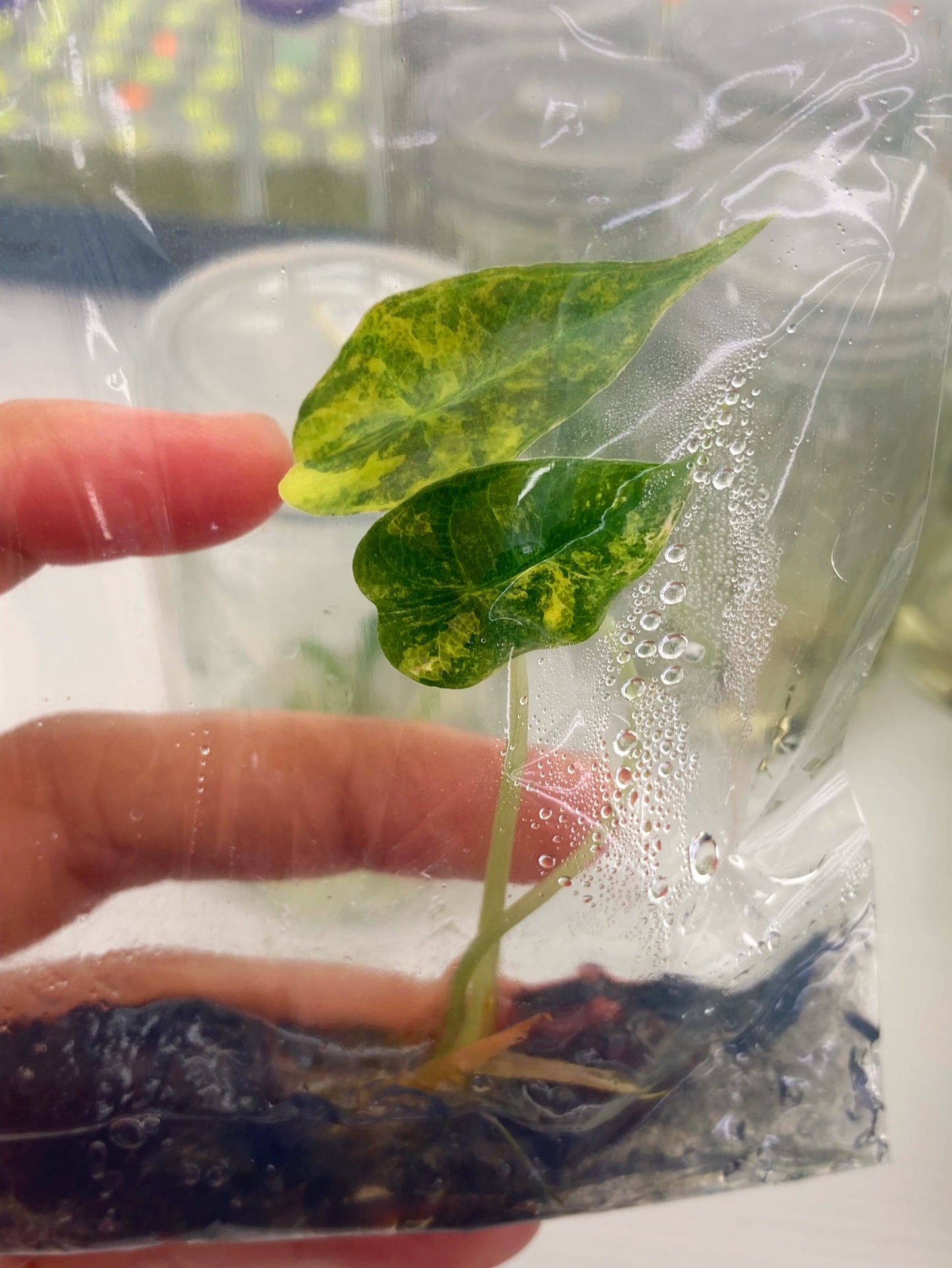 Alocasia Amazonica Variegated Tissue Culture Plants 1 PCS.