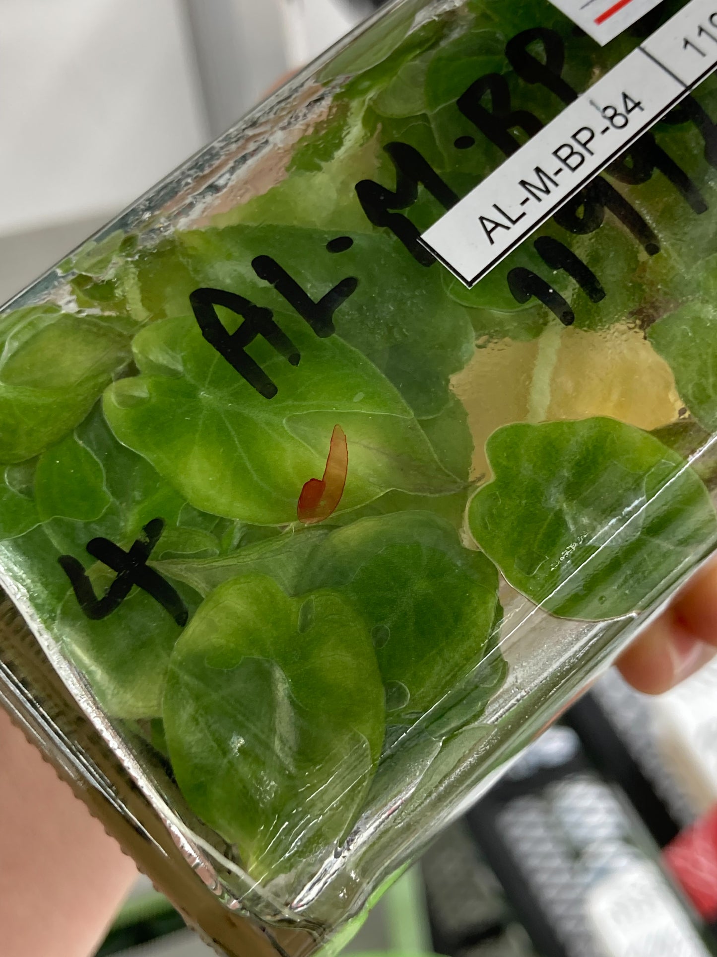 Alocasia Wentii plant Tissue Culture 10 PCS.