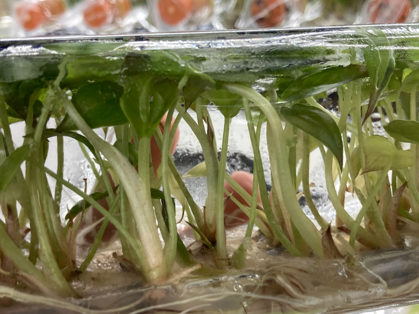 Alocasia Wentii plant Tissue Culture 10 PCS.