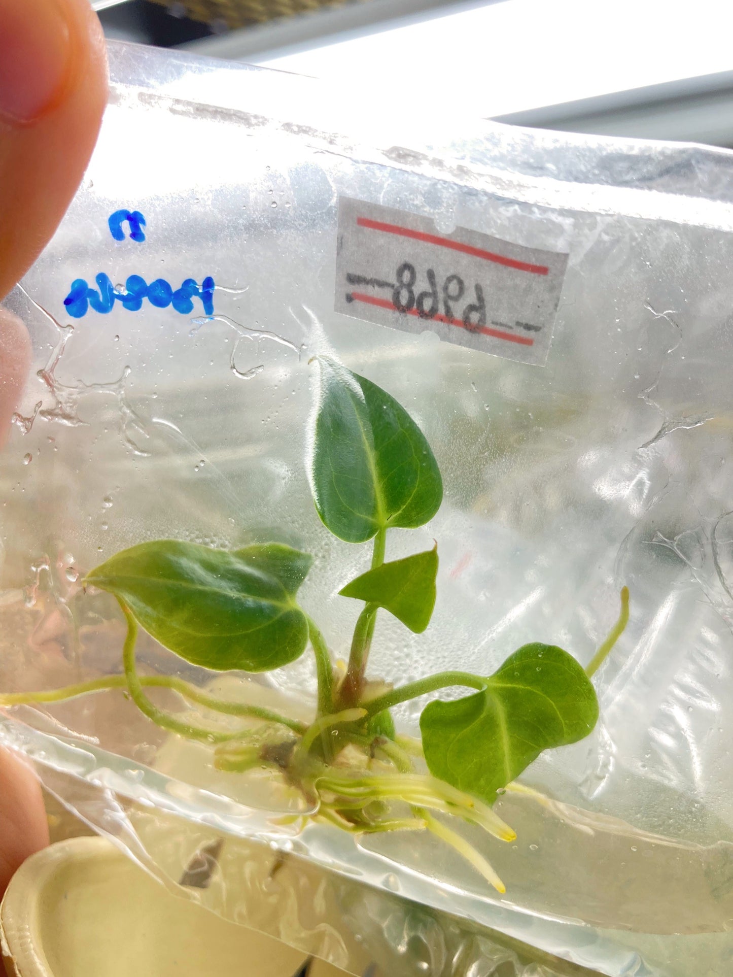 Anthurium Regale Tissue Culture 1 PC.