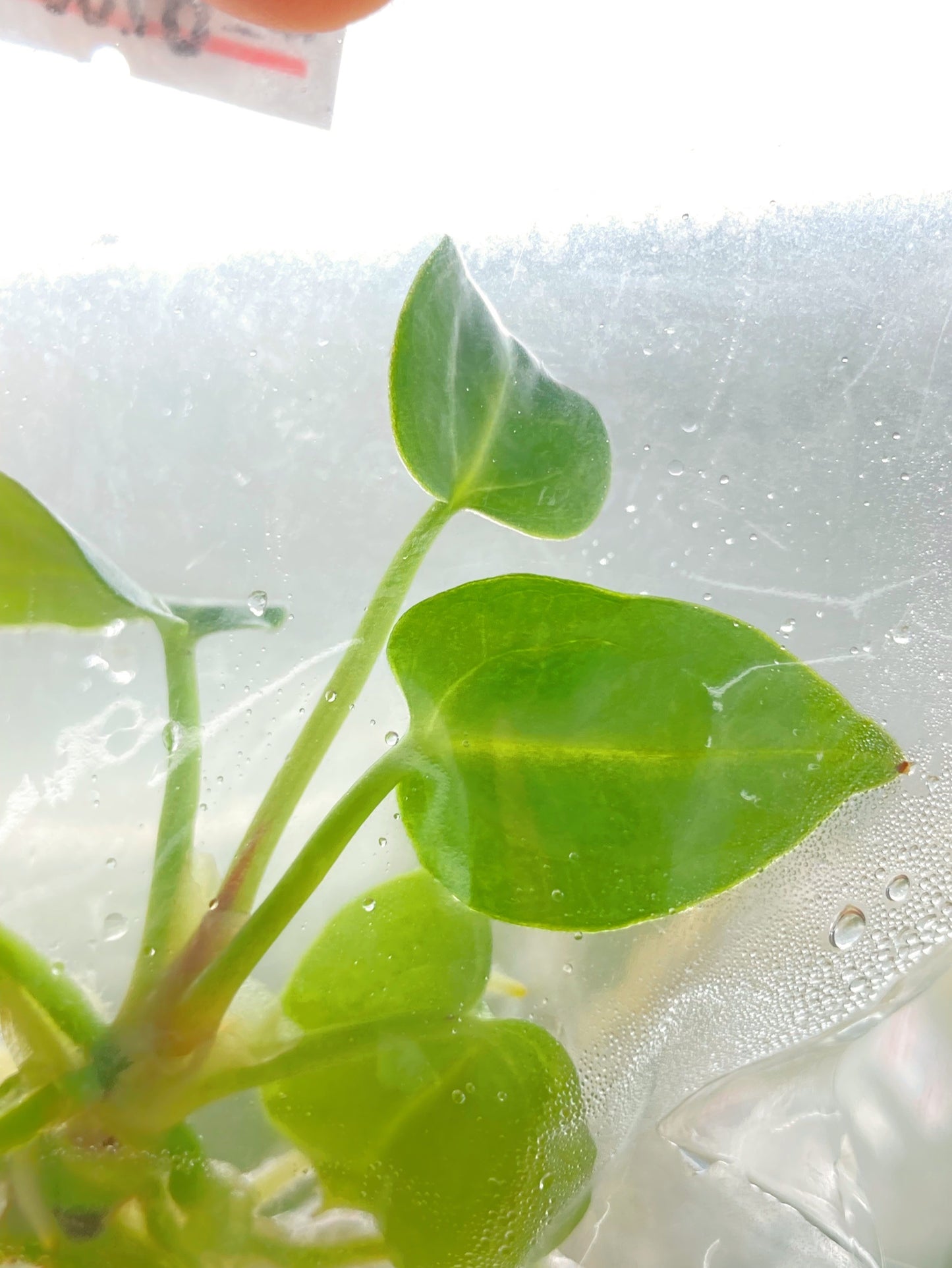 Anthurium Regale Tissue Culture 1 PC.