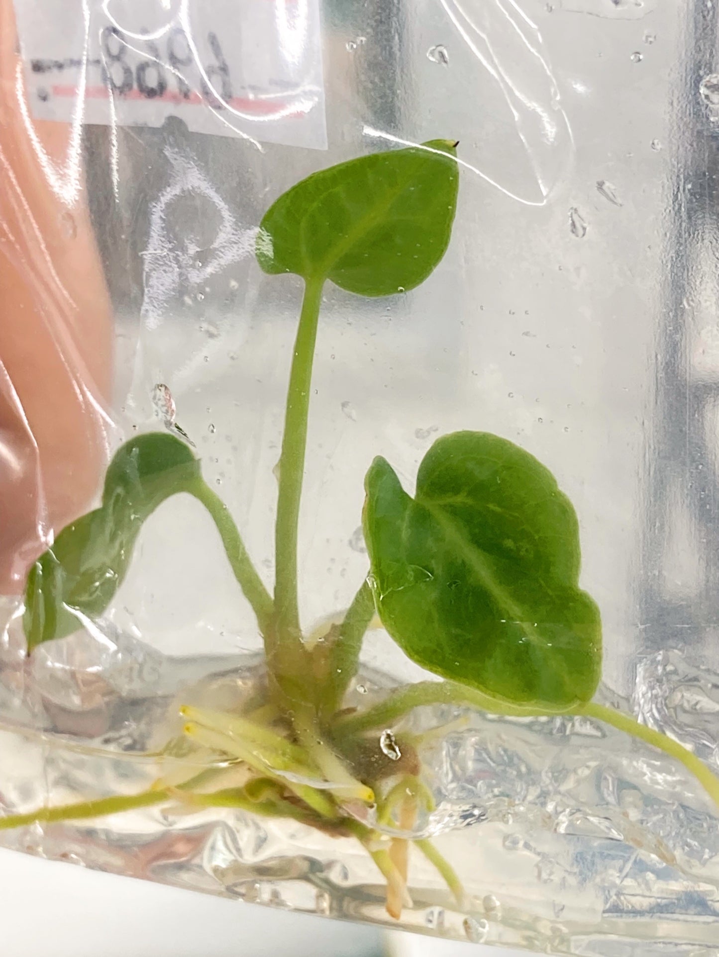 Anthurium Regale Tissue Culture 1 PC.