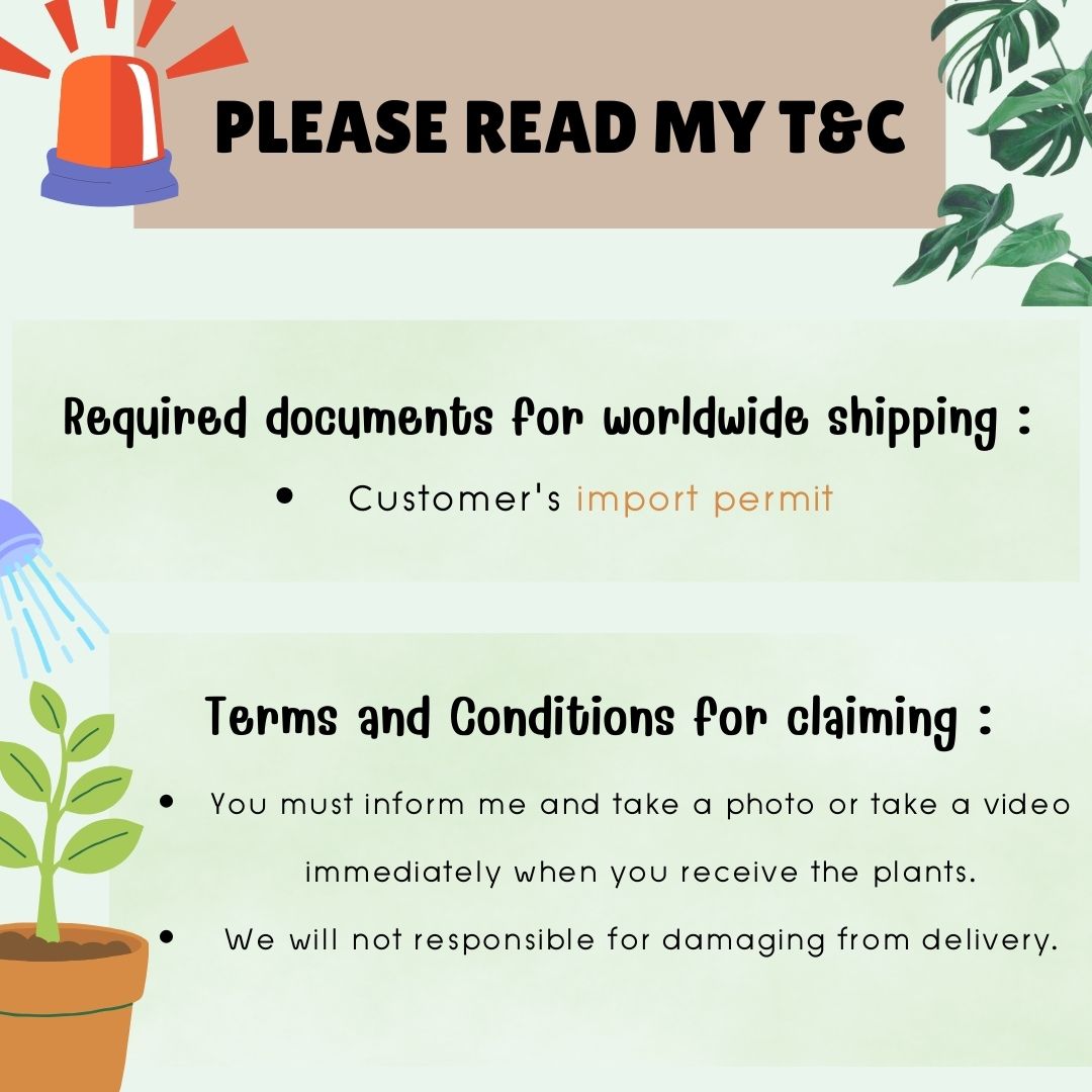 Alocasia Scalprum Aurea Tissue Culture Plants 1 PCS.