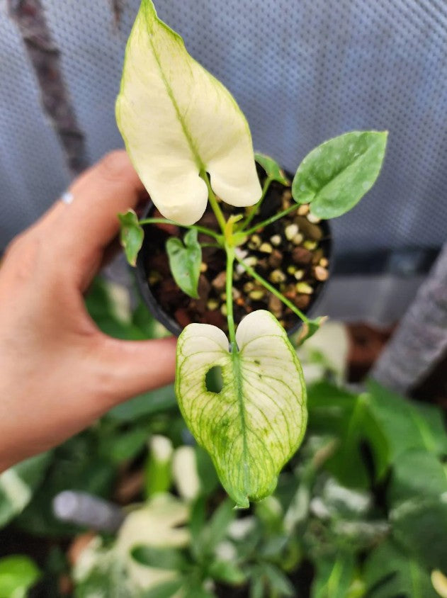 Philodendron Goeldii Mint Tissue Culture Plants 10 PCS.