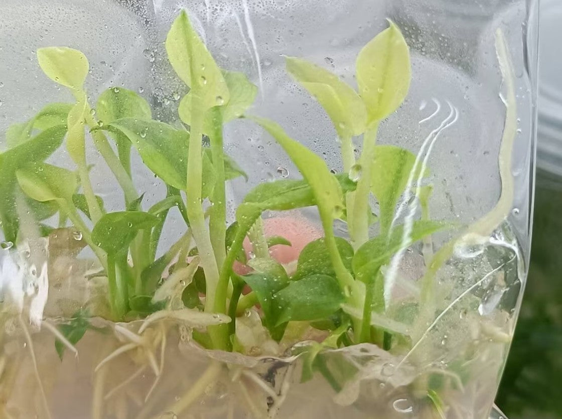Philodendron Goeldii Mint Tissue Culture Plants 10 PCS.