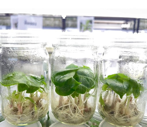 Alocasia Pink Dragon Tissue Culture Plants 10 PCS.