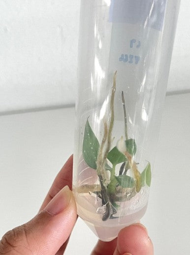 Philodendron Spiritus Sancti Tissue Culture Plant 1 PCS.