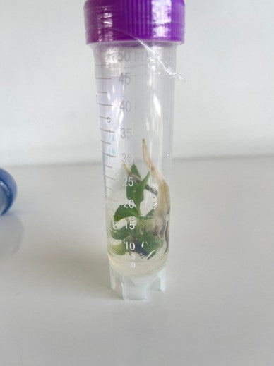 Philodendron Spiritus Sancti Tissue Culture Plant 1 PCS.