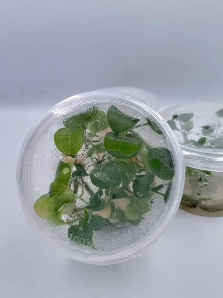 Anthurium Renaissance Tissue Culture Plants 5 PCS