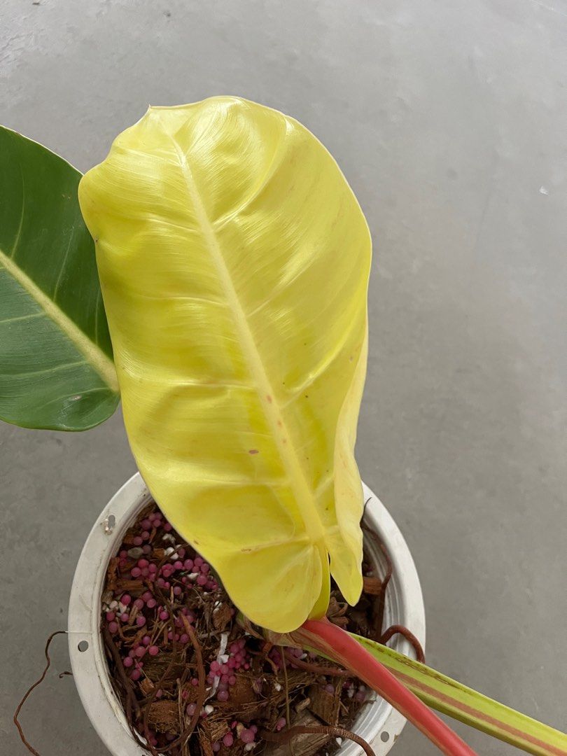 Philodendron Yellow Flame Tissue Culture Plant 5 PCS.