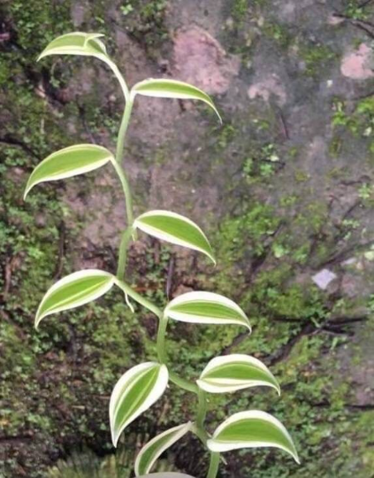 Vanilla Planifolia White Variegated Tissue Culture Plant 1 PCS.