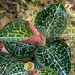 Jewel Orchid Anoectochilus Formosanus Tissue Culture Plants