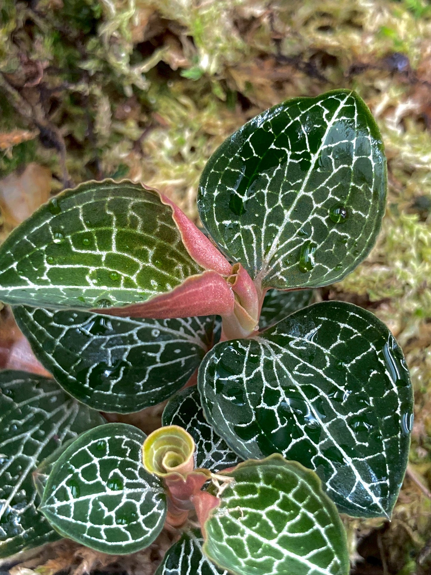 Jewel Orchid Anoectochilus Formosanus Tissue Culture Plants