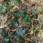 Jewel Orchid Anoectochilus Formosanus Tissue Culture Plants
