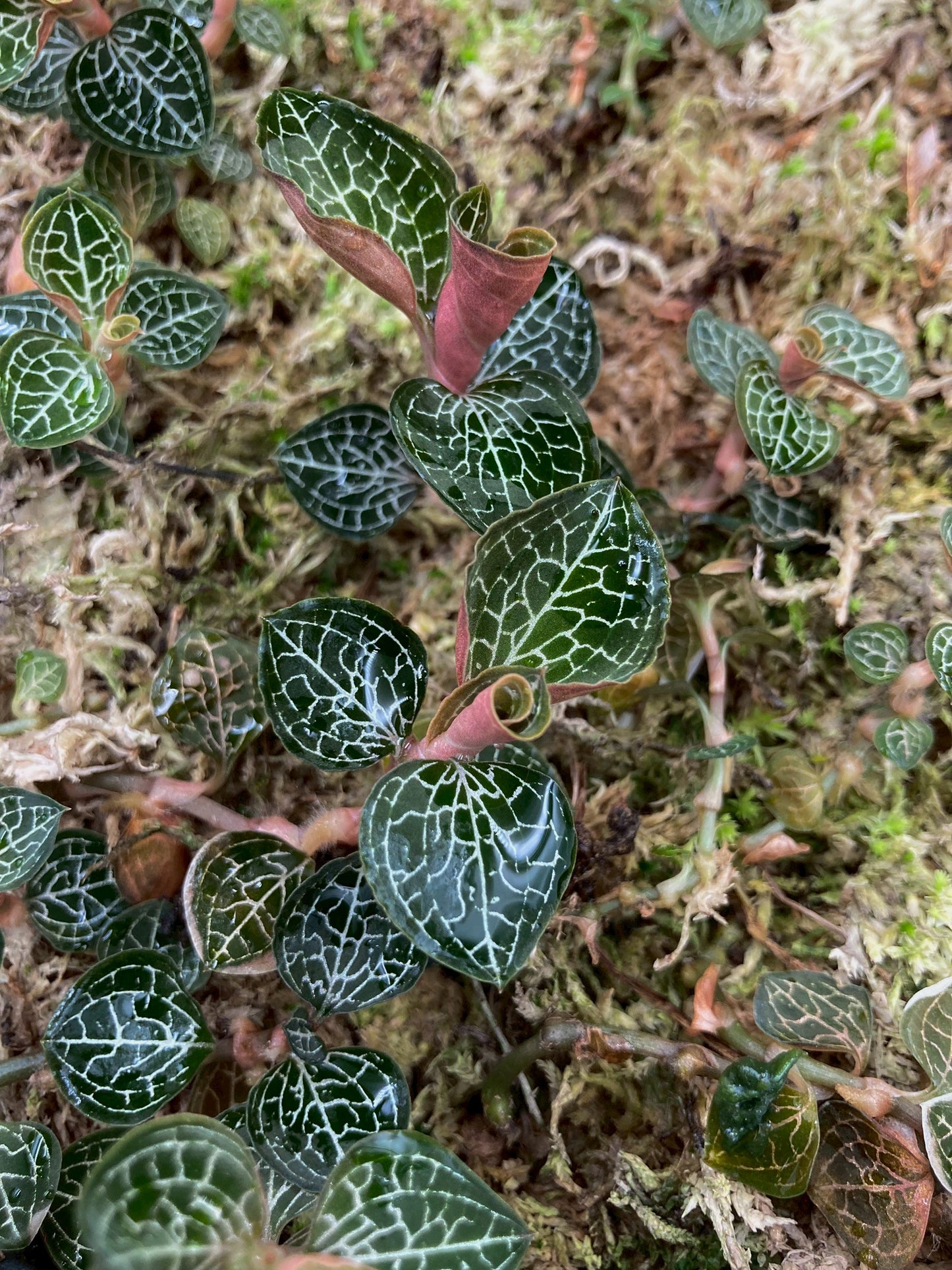 Jewel Orchid Anoectochilus Formosanus Tissue Culture Plants
