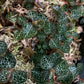 Jewel Orchid Anoectochilus Formosanus Tissue Culture Plants