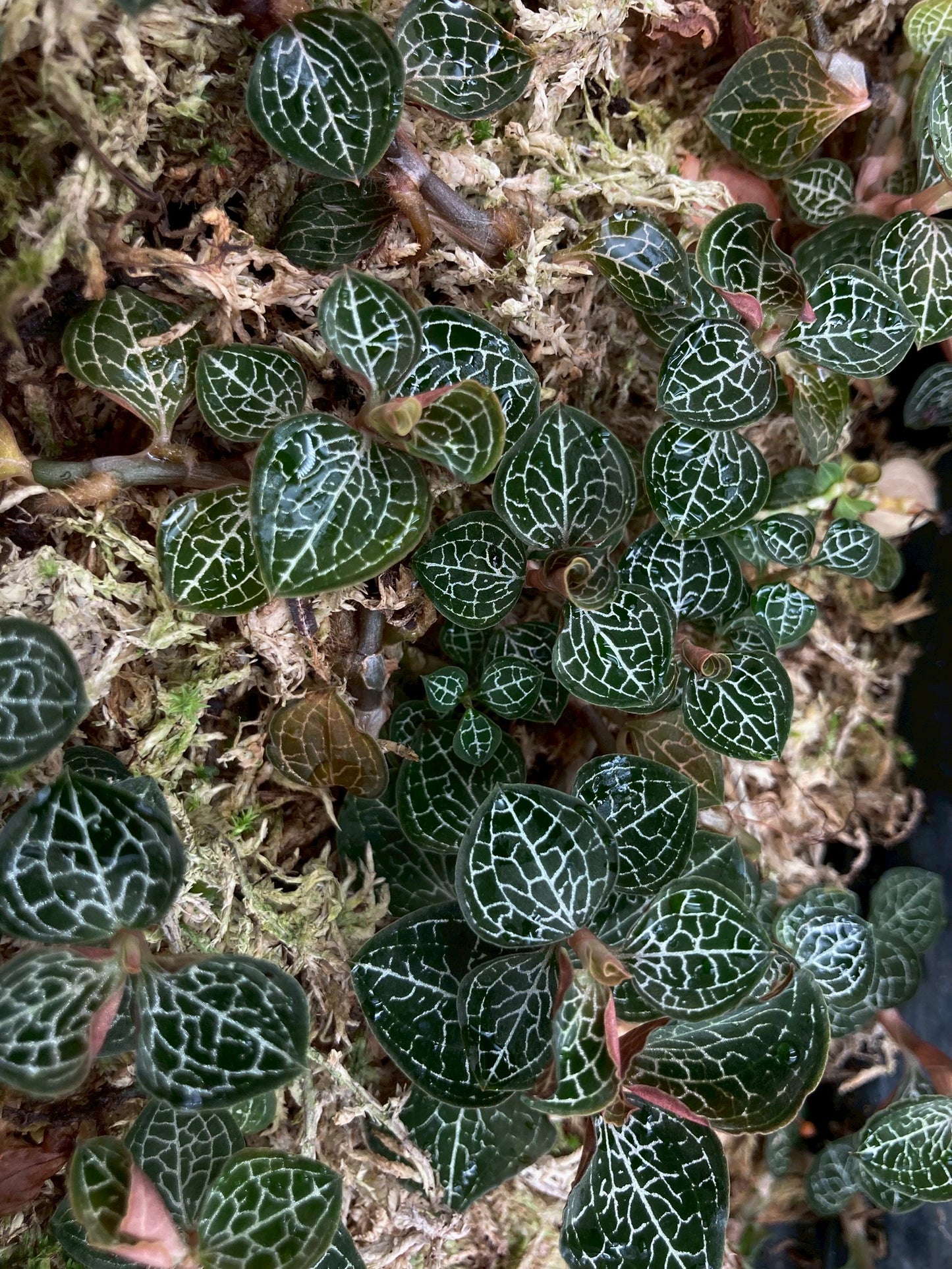 Jewel Orchid Anoectochilus Formosanus Tissue Culture Plants
