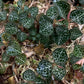 Jewel Orchid Anoectochilus Formosanus Tissue Culture Plants