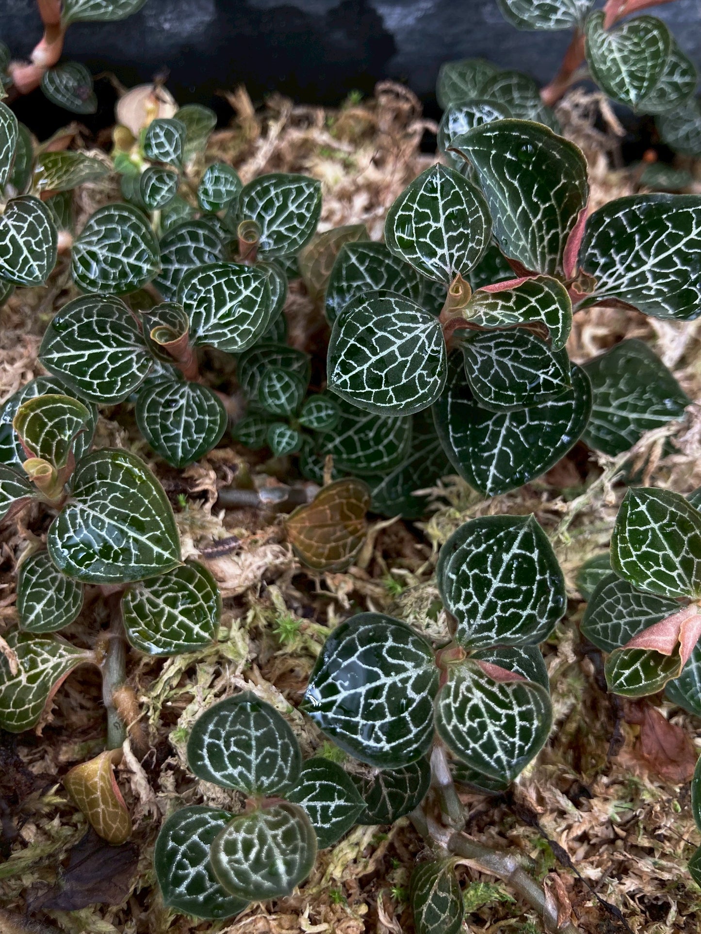 Jewel Orchid Anoectochilus Formosanus Tissue Culture Plants