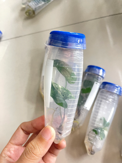 Syngonium Albo Podophyllum Variegated White Variegated Tissue Culture 1 PCS.