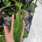 Philodendron Joepii Variegated Tissue Culture Plant 1 PCS.