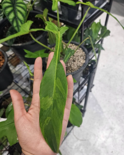 Philodendron Joepii Variegated Tissue Culture Plant 1 PCS.