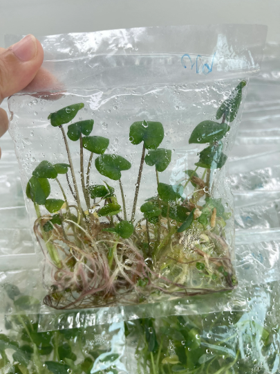 Colocasia Black Coral Tissue Culture Plants 10 PCS.