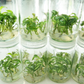 Syngonium Three King Tissue Culture Plants 10 PCS.