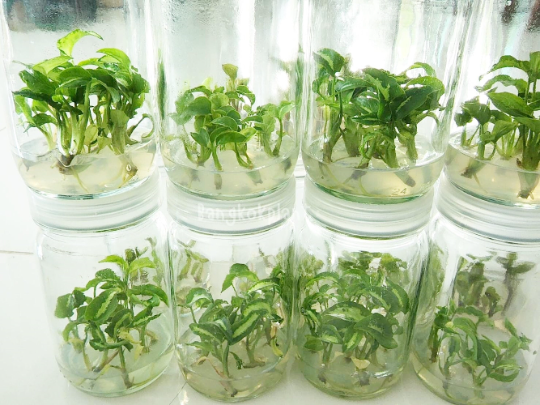 Syngonium Three King Tissue Culture Plants 10 PCS.