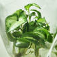 Syngonium Three King Tissue Culture Plants 10 PCS.