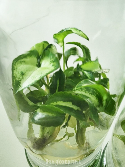 Syngonium Three King Tissue Culture Plants 10 PCS.