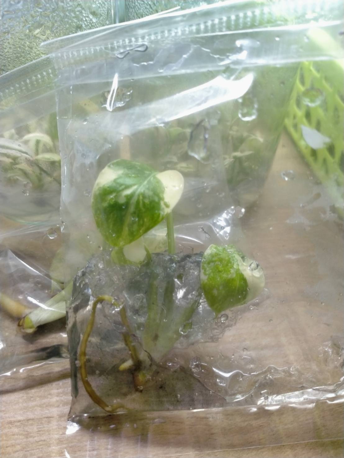 [Summer SALE !!!] Monstera Thai Constellation TC $150 per 50 plants