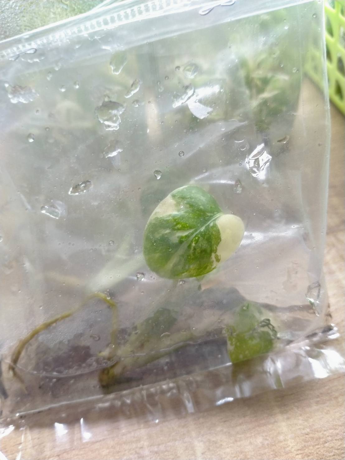 [Summer SALE !!!] Monstera Thai Constellation TC $150 per 50 plants