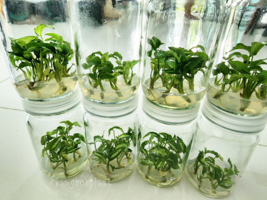 Syngonium Three King Tissue Culture Plants 10 PCS.