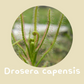 Drosera Capensis Carnivorous Tissue Culture Plant 1 PCS.