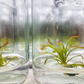 Drosera Capensis Carnivorous Tissue Culture Plant 1 PCS.