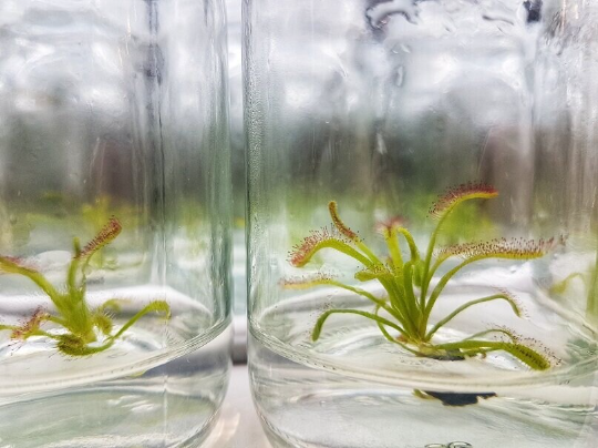 Drosera Capensis Carnivorous Tissue Culture Plant 1 PCS.