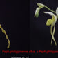 Paphiopedilum philippinense alba &nbsp x Paphiopedilum philippinense alba TC 25 pcs.