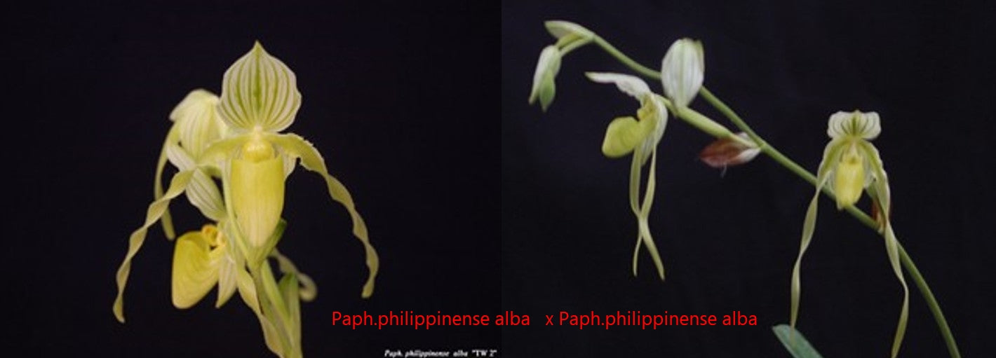 Paphiopedilum philippinense alba &nbsp x Paphiopedilum philippinense alba TC 25 pcs.