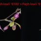 Paphiopedilum lowii '6100' x Paphiopedilum lowii '6101' TC 25 PCS.