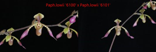 Paphiopedilum lowii '6100' x Paphiopedilum lowii '6101' TC 25 PCS.