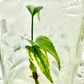 Monstera Aurea Tissue Culture Plant 1 PCS.