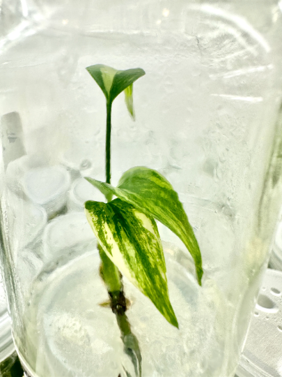 Monstera Aurea Tissue Culture Plant 1 PCS.