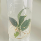 Indian Rubber Ficus Elastica Tineke Variegated Tissue Culture Plants 5 PCS.