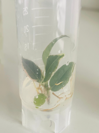 Indian Rubber Ficus Elastica Tineke Variegated Tissue Culture Plants 5 PCS.