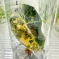 Alocasia Amazonica Variegated Tissue Culture Plants 1 PCS.